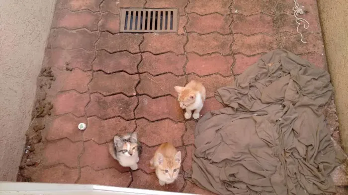 Gato ra a Snd idade Abaixo de 2 meses nome Sem nome