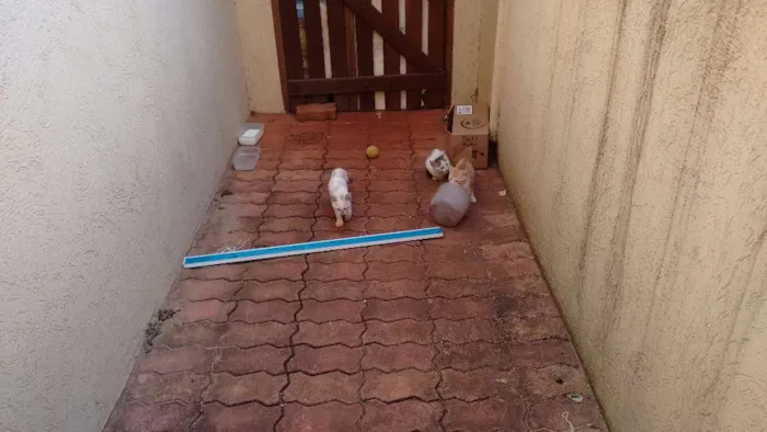 Gato ra a Snd idade Abaixo de 2 meses nome Sem nome