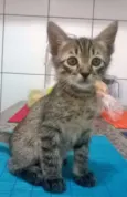Pipoca