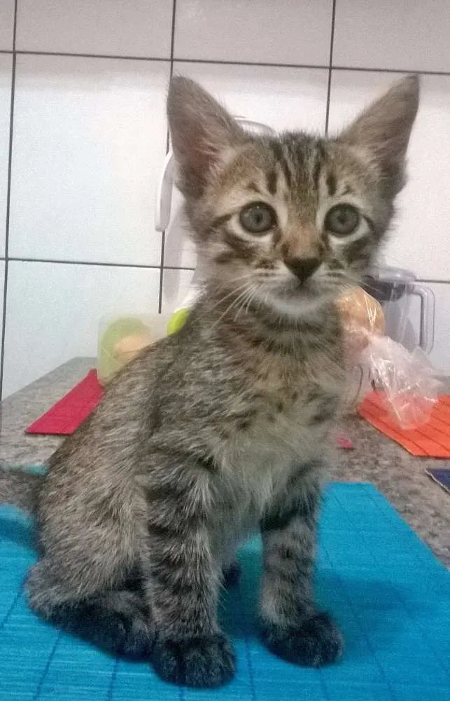 Gato ra a SRD idade Abaixo de 2 meses nome Pipoca