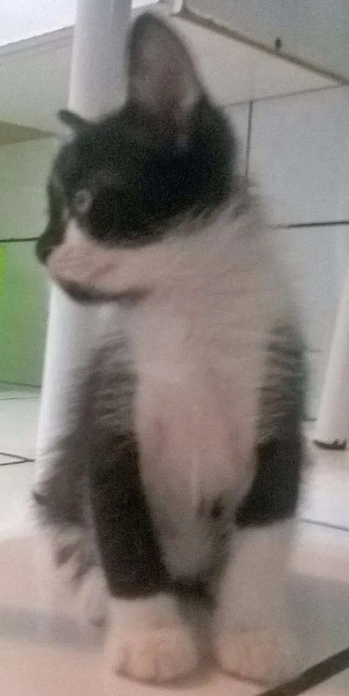 Gato ra a SRD idade Abaixo de 2 meses nome Pipoca