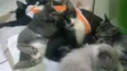 Pipoca