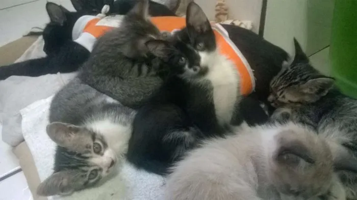 Gato ra a SRD idade Abaixo de 2 meses nome Pipoca