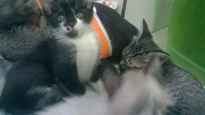 Gato ra a SRD idade Abaixo de 2 meses nome Pipoca