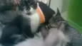 Pipoca