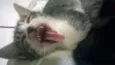 Pipoca