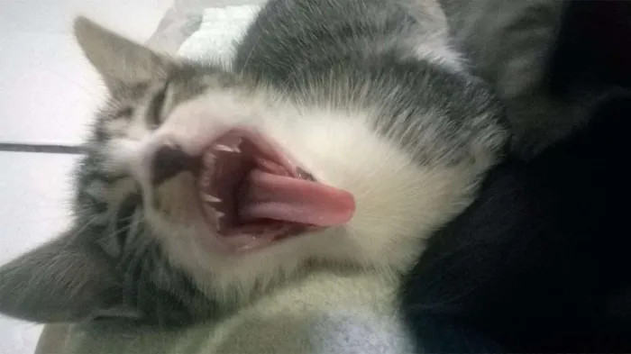 Gato ra a SRD idade Abaixo de 2 meses nome Pipoca