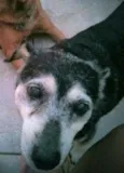 Sofi