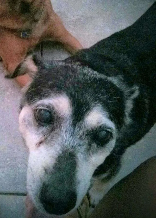 Cachorro ra a Srd idade 6 ou mais anos nome Sofi