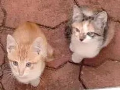 Gato raça Snd idade Abaixo de 2 meses nome Sem nome