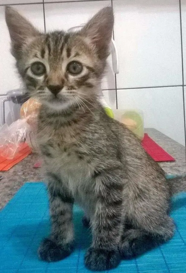 Gato ra a SRD idade Abaixo de 2 meses nome Pipoca