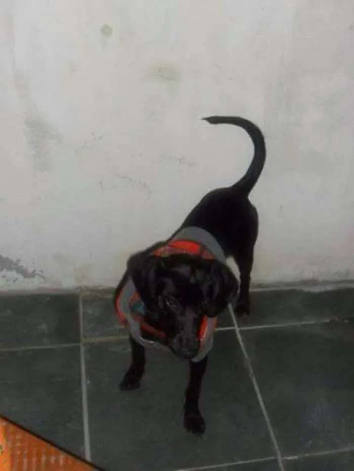 Cachorro ra a Vira lata idade 3 anos nome Bebe