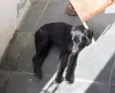 Bebe
