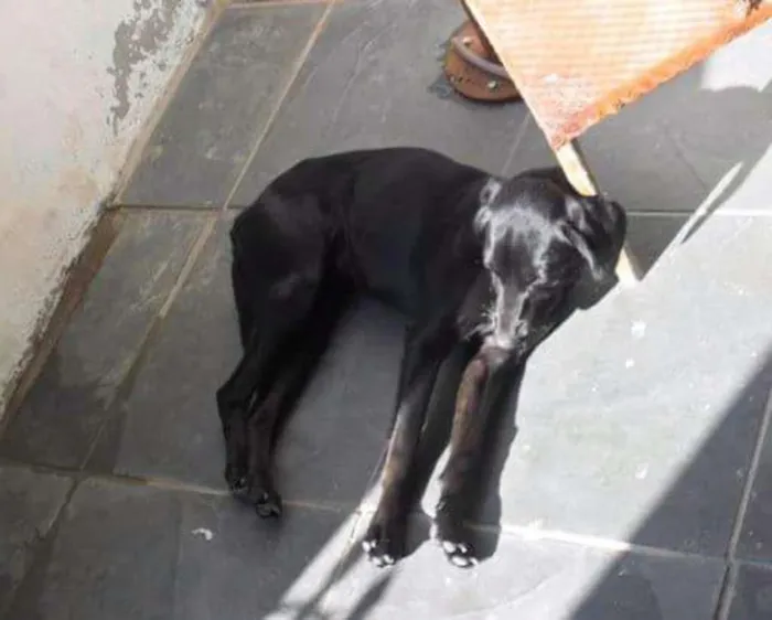 Cachorro ra a Vira lata idade 3 anos nome Bebe