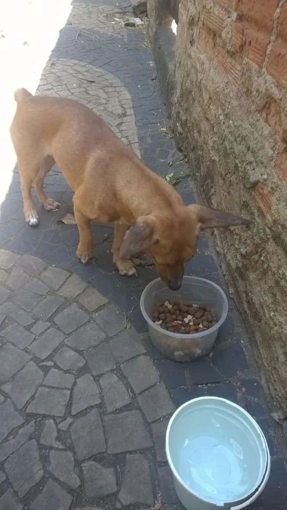 Cachorro ra a Pinscher idade 2 anos nome Leona