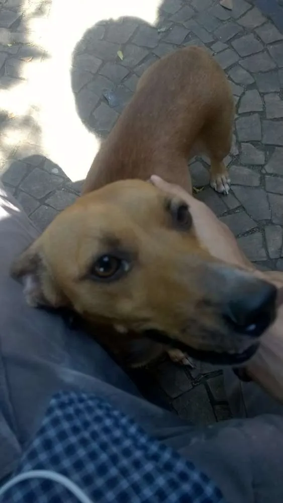 Cachorro ra a Pinscher idade 2 anos nome Leona
