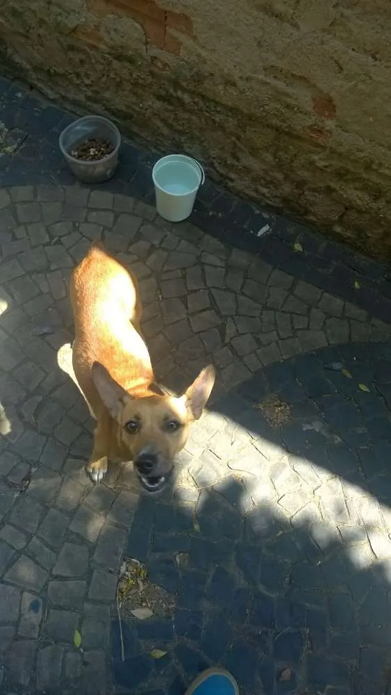 Cachorro ra a Pinscher idade 2 anos nome Leona