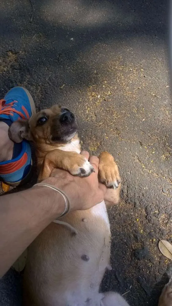 Cachorro ra a Pinscher idade 2 anos nome Leona
