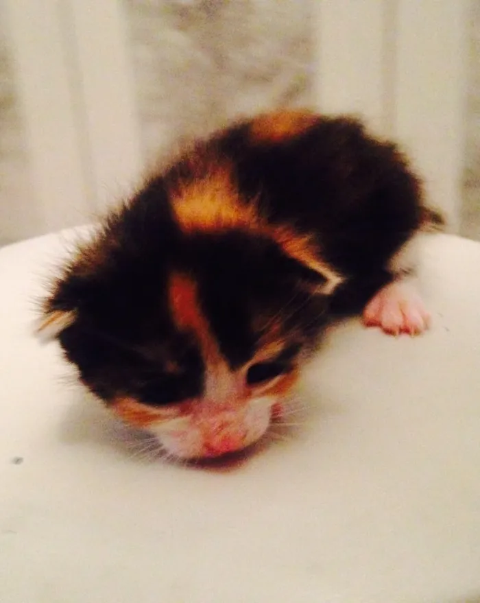 Gato ra a  idade Abaixo de 2 meses nome São 7 gatinhos 
