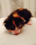 São 7 gatinhos