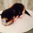 São 7 gatinhos