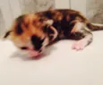 São 7 gatinhos
