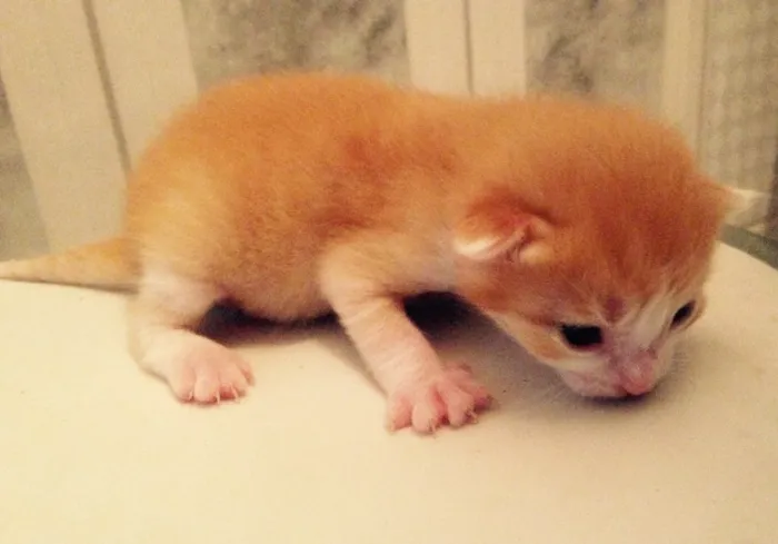 Gato ra a  idade Abaixo de 2 meses nome São 7 gatinhos 