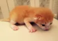 São 7 gatinhos