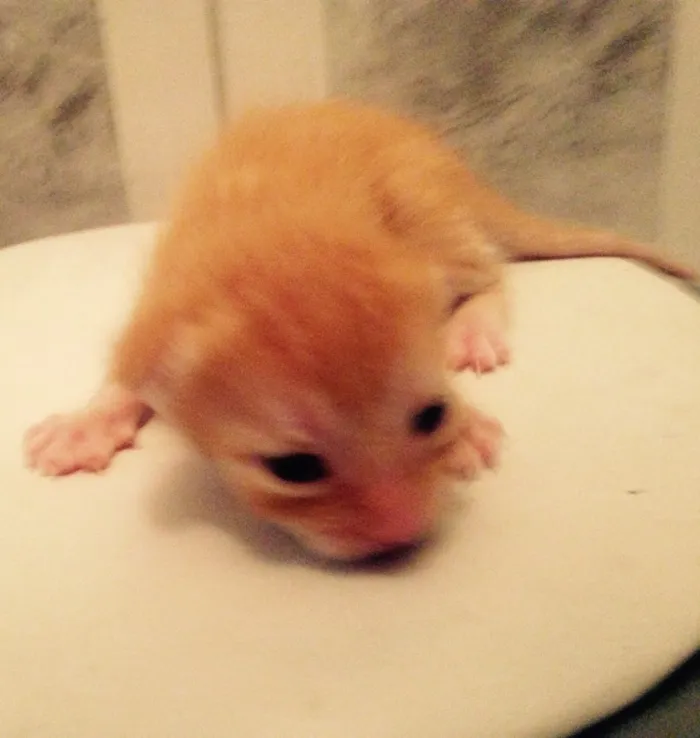Gato ra a  idade Abaixo de 2 meses nome São 7 gatinhos 