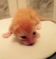 São 7 gatinhos