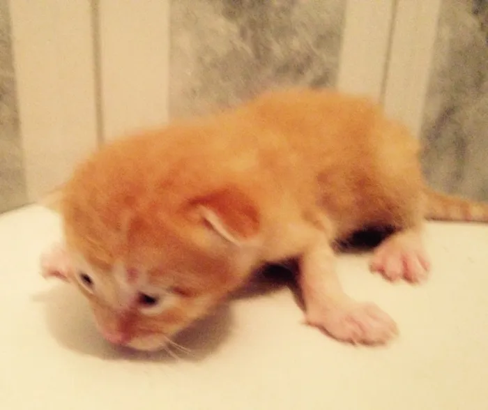 Gato ra a  idade Abaixo de 2 meses nome São 7 gatinhos 