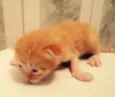 São 7 gatinhos