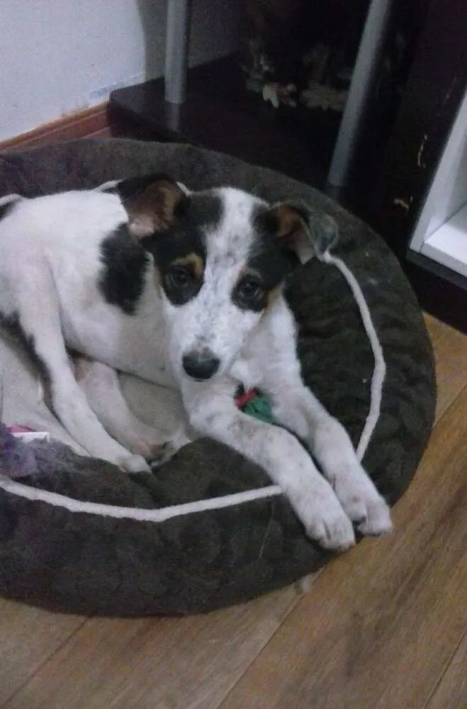 Cachorro ra a vira lata idade 2 a 6 meses nome Pingo