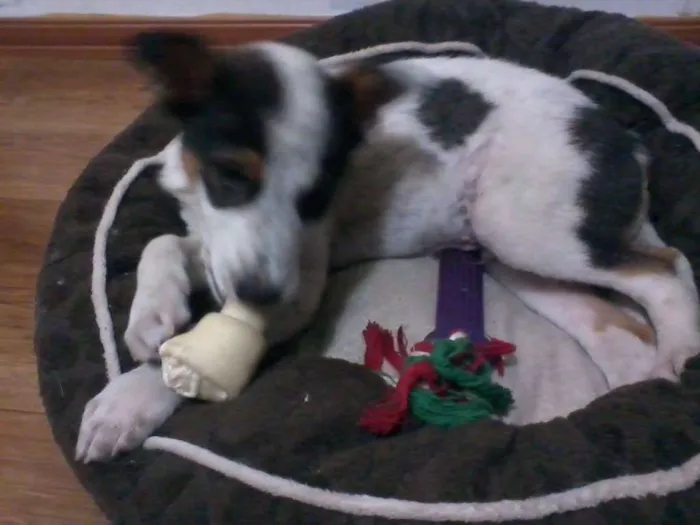 Cachorro ra a vira lata idade 2 a 6 meses nome Pingo