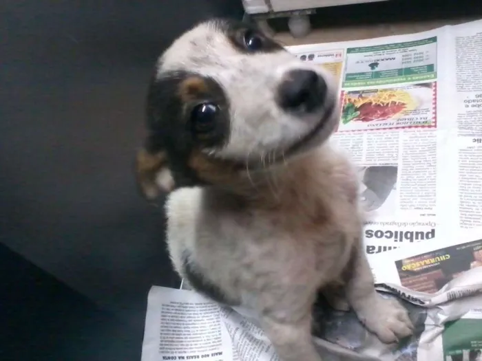 Cachorro ra a vira lata idade 2 a 6 meses nome Pingo