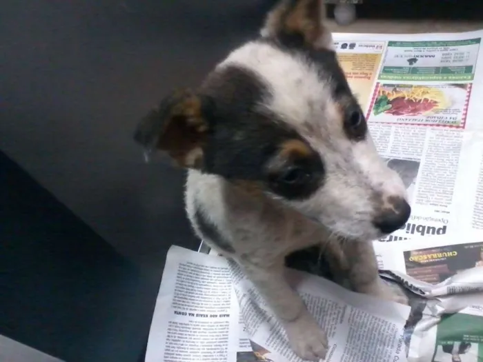 Cachorro ra a vira lata idade 2 a 6 meses nome Pingo