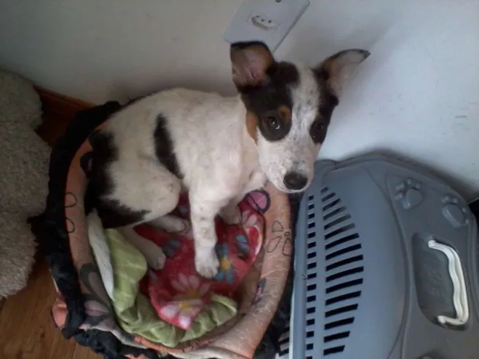 Cachorro ra a vira lata idade 2 a 6 meses nome Pingo