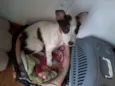 Pingo