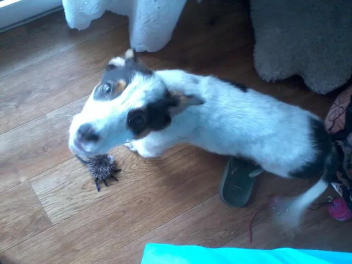 Cachorro ra a vira lata idade 2 a 6 meses nome Pingo