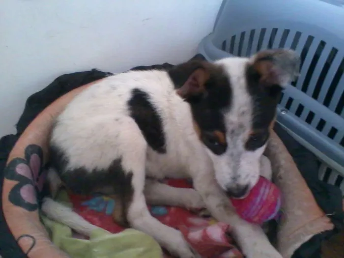 Cachorro ra a vira lata idade 2 a 6 meses nome Pingo