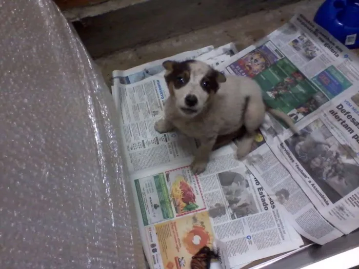 Cachorro ra a vira lata idade 2 a 6 meses nome Pingo