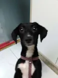 Pretinha