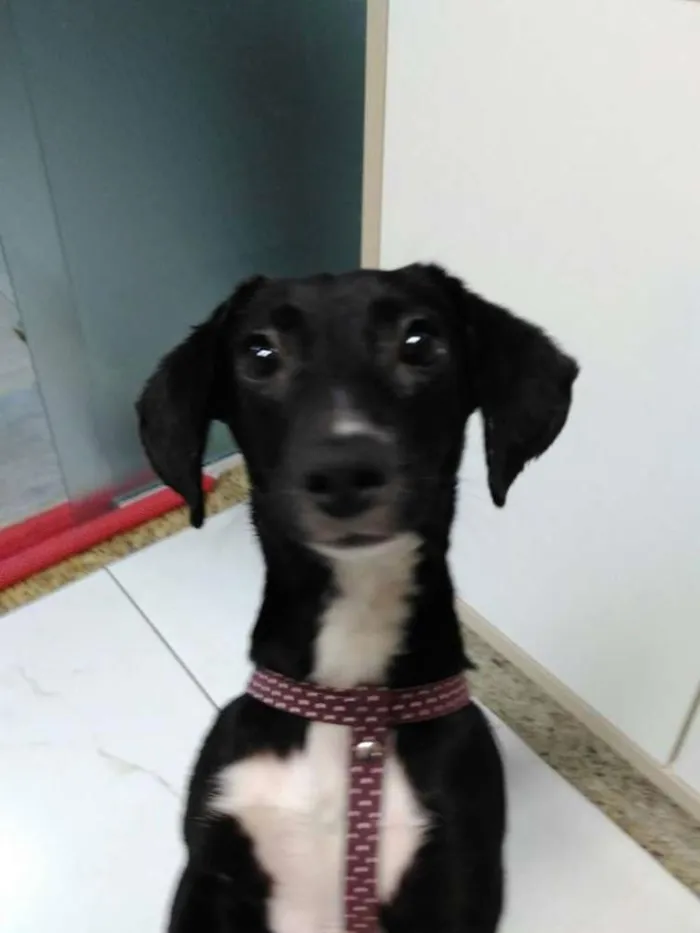 Cachorro ra a SRD idade 7 a 11 meses nome Pretinha