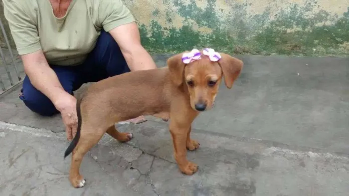 Cachorro ra a SRD idade 2 a 6 meses nome Brigite