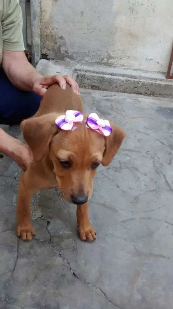 Cachorro ra a SRD idade 2 a 6 meses nome Brigite