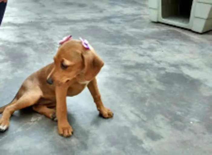 Cachorro ra a SRD idade 2 a 6 meses nome Brigite