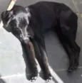 Bebe