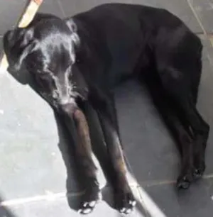 Cachorro raça Vira lata idade 3 anos nome Bebe