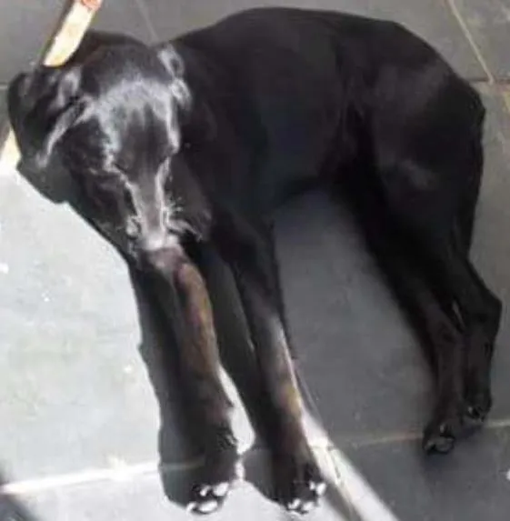 Cachorro ra a Vira lata idade 3 anos nome Bebe