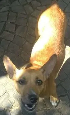 Cachorro raça Pinscher idade 2 anos nome Leona